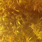 extreme-impact-auto-fem-heavyweight-seeds.jpg