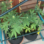 jet-fuel-mandarine-xl-auto-fem-sweet-seeds.jpg