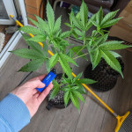 blue-mystic-automatic-fem-nirvana-seeds.jpg