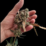 orange-apricot-glue-xl-auto-fem-sweet-seeds.jpg