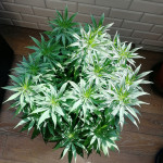 white-widow-regular-nirvana-seeds.jpg