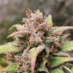 strawberry-gorilla-auto-fem-fastbuds.jpg