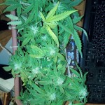blueberry-kush-automatic-nirvana-seeds.jpg