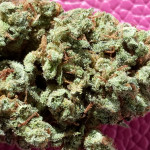 jealousy-z-xl-auto-fem-sweet-seeds.jpg