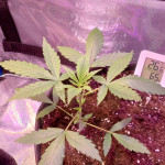 auto-white-widow-fem-pyramid-seeds.jpg