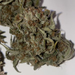 jealousy-z-xl-auto-fem-sweet-seeds.jpg