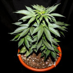 caramel-kush-00-seeds.jpg