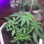 lowryder-auto-fem-vision-seeds.jpg