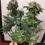 blueberry-hill-fem-herbies-seeds.jpg