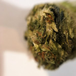 bruce-banner-auto-cali-buds-seeds.jpg