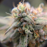 strawberry-cheesecake-auto-fem-humboldt-seed-company.jpg