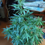 sweet-cheese-auto-sweet-seeds.jpg