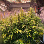 auto-jack-fem-paradise-seeds.jpg