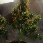 auto-northern-lights-00-seeds.jpg