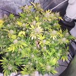 northern-lights-fem-pyramid-seeds.jpg