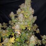 gorilla-glue-auto-fem-barneys-farm.jpg