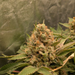ddos-33-fem-herbies-seeds.jpg