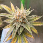 mimosa-evo-fem-barneys-farm.jpg