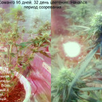 somango-fem-bulk-seed-bank.jpg