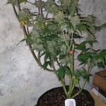purple-juice-auto-fem-herbies-seeds.jpg