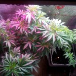 white-widow-pyramid-seeds.jpg