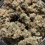 critical-kush-auto-critical-rapido-auto-fem-barneys-farm.jpg