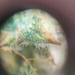 lemon-cherry-cookies-auto-fem-fastbuds.jpg