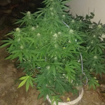 fruit-punch-auto-fem-heavyweight-seeds.jpg