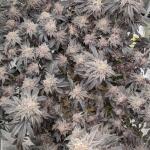 peyote-cookies-fem-barneys-farm.jpg
