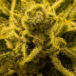 blackberry-moonrocks-fem-alphafem-seeds.jpg