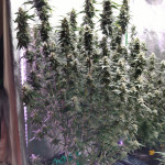californian-snow-auto-fem-fastbuds.jpg