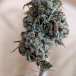 papaya-zoap-auto-fem-sweet-seeds.jpg