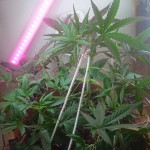 six-shooter-auto-fem-fastbuds.jpg