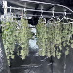 bruce-banner-3-fem-blimburn-seeds.jpg