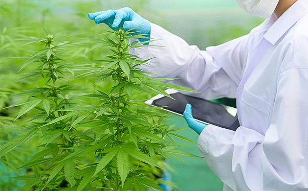 Начните вести дневник выращивания