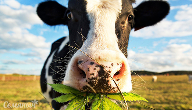 Корова жующая листья каннабиса