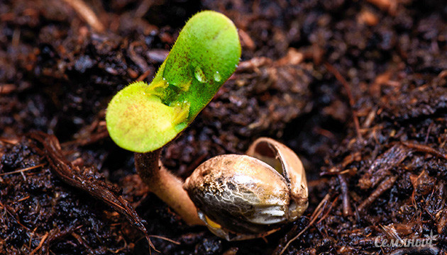 Пророщенное семя каннабиса