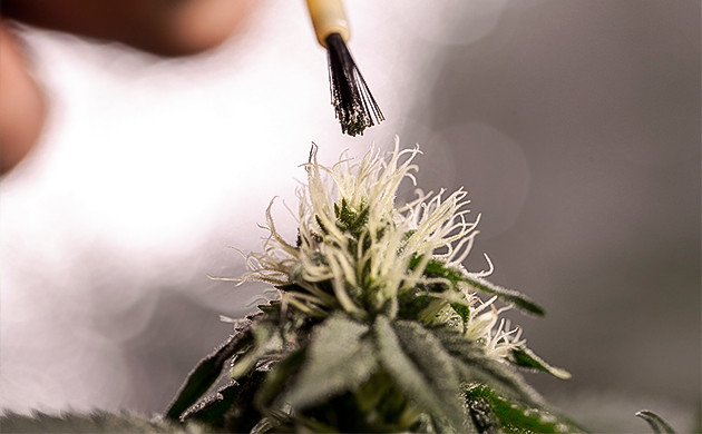 Научитесь выводить собственные сорта конопли