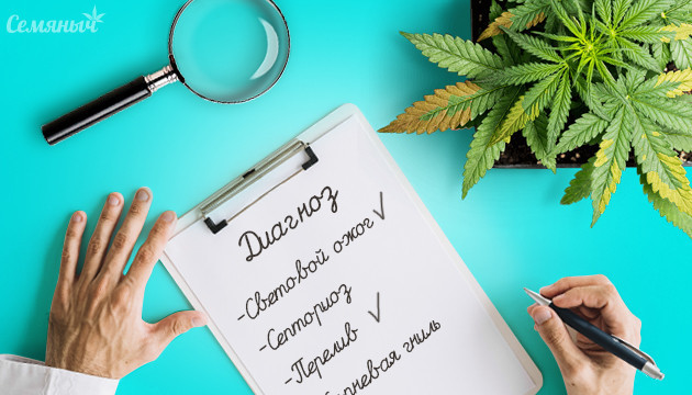 Внешние признаки болезни конопли