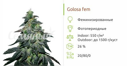 Golosa от Delicious Seeds
