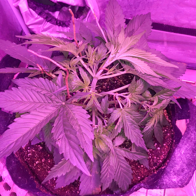 Формирование структуры куста