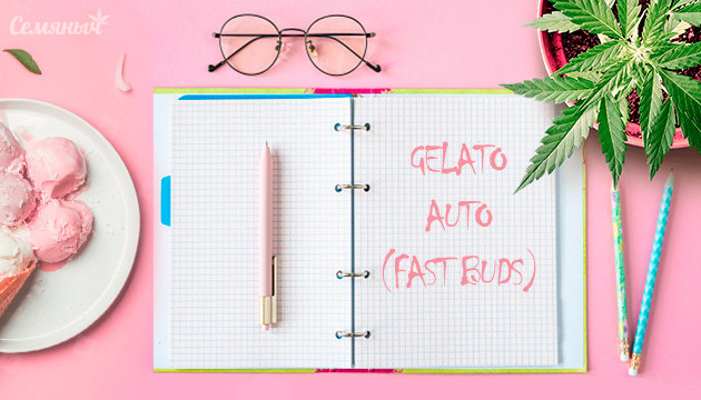 Гроурепорт сорта Gelato Auto