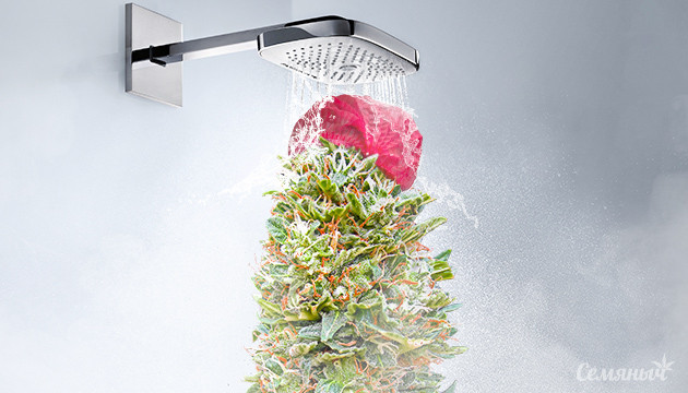 Промывка куста