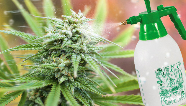 Как ускорить цветение конопли